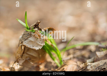 Bluebell schießt durch Blattsänfte wächst. Stockfoto