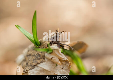 Bluebell schießt durch Blattsänfte wächst. Stockfoto