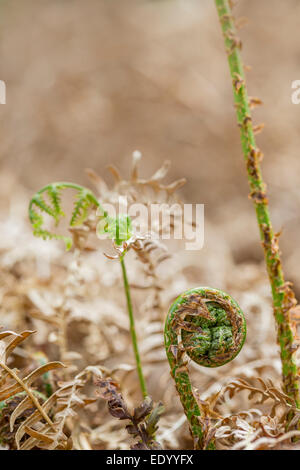 Bracken Jungpflanze zusammengerollt. Stockfoto