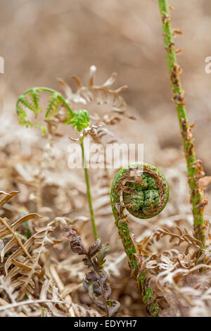 Bracken Jungpflanze zusammengerollt. Stockfoto