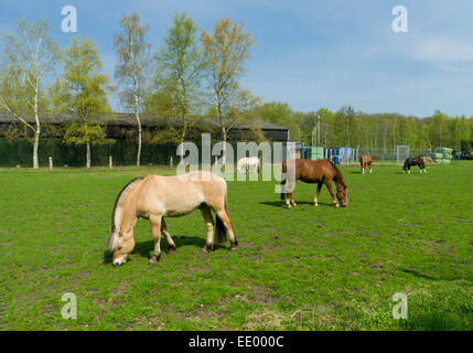 mehrere Pferde grasen auf einer Wiese Stockfoto