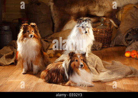 Sheltie, Männchen, Zobel-weiß und Blue-Merle | Shelties, Rüden, Zobel-weiß Und Blue-merle Stockfoto