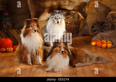 Sheltie, Männchen, Zobel-weiß und Blue-Merle | Shelties, Rüden, Zobel-weiß Und Blue-merle Stockfoto