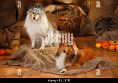 Sheltie, Männchen, Zobel-weiß und Blue-Merle | Shelties, Rüden, Zobel-weiß Und Blue-merle Stockfoto