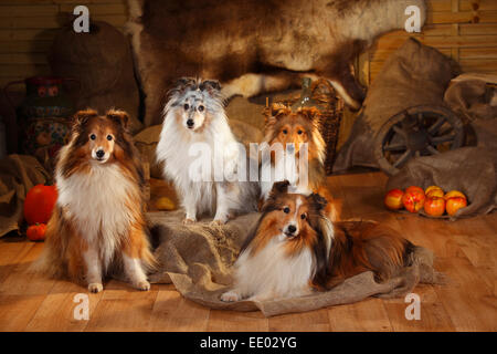 Sheltie, Männchen, Zobel-weiß und Blue-Merle | Shelties, Rüden, Zobel-weiß Und Blue-merle Stockfoto