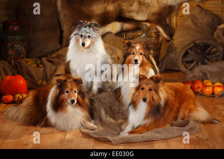 Sheltie, Männchen, Zobel-weiß und Blue-Merle | Shelties, Rüden, Zobel-weiß Und Blue-merle Stockfoto