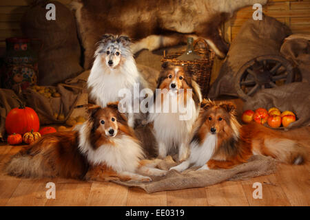 Sheltie, Männchen, Zobel-weiß und Blue-Merle | Shelties, Rüden, Zobel-weiß Und Blue-merle Stockfoto