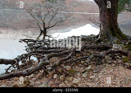 Wurzeln einer Scots Kiefer am Ufer am Loch Maree Stockfoto