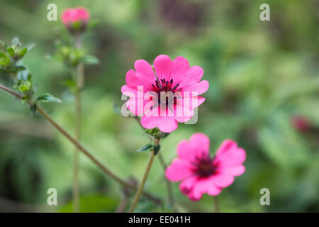 Potentilla Nepalensis "Ron McBeath." Blume hautnah. Stockfoto