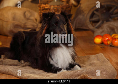 Sheltie, Männlich, schwarz-weiß, 6 Jahre alt | Sheltie, Ruede, Schwarz-Weiss, 6 Jahre alt Stockfoto