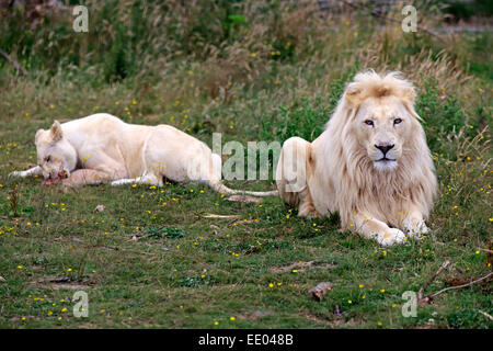 Löwen (Panthera Leo), adult paar, weiße Löwen, Farbe Mutation, weibliche Fütterung, stammt aus Afrika, Gefangenschaft, England Stockfoto