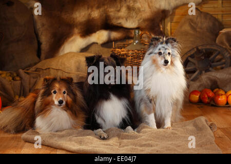 Sheltie, Männchen, Zobel-weiß, schwarz-weiß und Blue-Merle | Shelties, Rüden, Zobel-weiß, Schwarz-Weiss Und Blue-merle Stockfoto