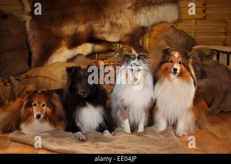 Sheltie, Männchen, Zobel-weiß, schwarz-weiß und Blue-Merle | Shelties, Rüden, Zobel-weiß, Schwarz-Weiss Und Blue-merle Stockfoto