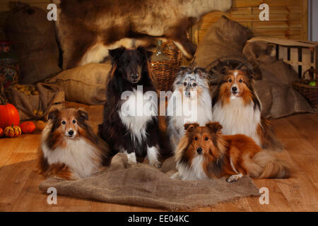 Sheltie, Männchen, Zobel-weiß, schwarz-weiß und Blue-Merle | Shelties, Rüden, Zobel-weiß, Schwarz-Weiss Und Blue-merle Stockfoto