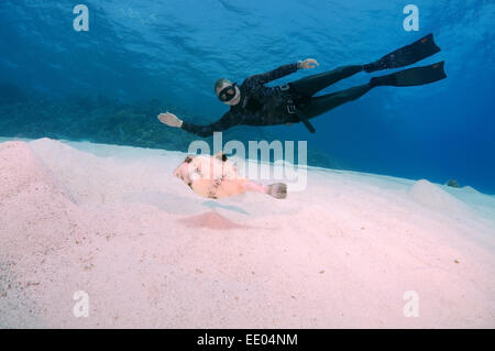 Freediver schwimmt über sandigem Untergrund, Rotes Meer, Ägypten Stockfoto