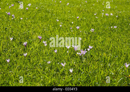 Blühende Herbstzeitlosen in Einer Wiese (Colchicum Autumnale), Spätsommer, Herbst, blühende Herbstzeitlose (Colchicum Autumnale) Stockfoto