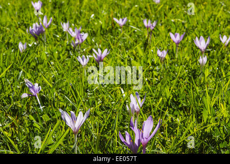 Blühende Herbstzeitlosen in Einer Wiese (Colchicum Autumnale), Spätsommer, Herbst, blühende Herbstzeitlose (Colchicum Autumnale) Stockfoto