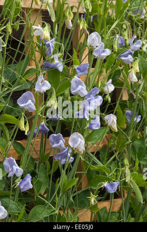 Erbe-Erbse 'Flora Norton' Blumen Stockfoto