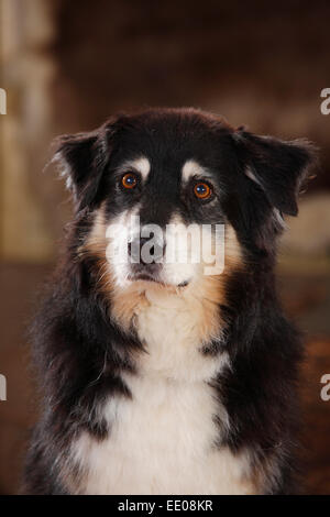 Australian Shepherd, Männlich, Black-Tri, 11 Jahre alt | Australian Shepherd, Ruede, Black-Tri, 11 Jahre alt Stockfoto