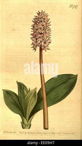 Botanischen Drucken von Sydenham Teast Edwards 1768 – 1819, Sydenham Edwards war eine Naturgeschichte Illustrator, England, UK Stockfoto