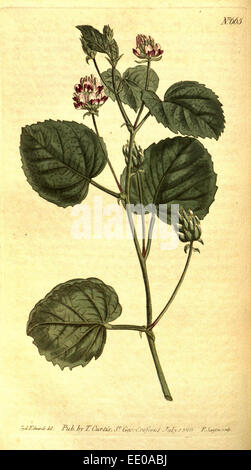 Botanischen Drucken von Sydenham Teast Edwards 1768 – 1819, Sydenham Edwards war eine Naturgeschichte Illustrator, England, UK Stockfoto