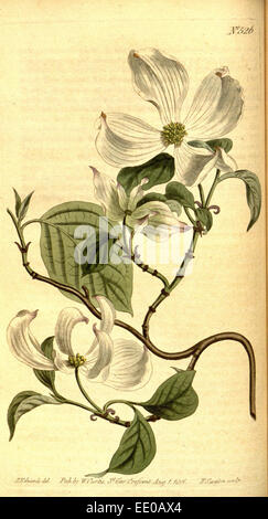 Botanischen Drucken von Sydenham Teast Edwards 1768 – 1819, Sydenham Edwards war eine Naturgeschichte Illustrator, England, UK Stockfoto