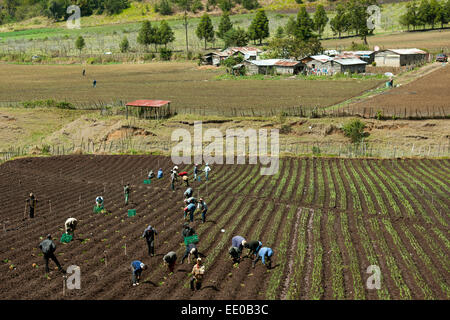 Dominikanische Republik, Cordillera Central, Constanza Stockfoto