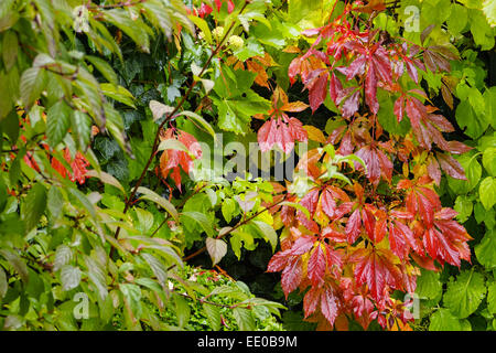 Nasse Blätter Im Herbstlichen Garten, nasses Herbstlaub im Garten, Jahreszeiten, Herbst, Herbst, Garten, Blätter, Blatt, Stimmung, Regen, Nässe, Stockfoto