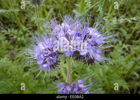 Bienenfreund, Phacelia Tanacetifolia, Gründünger, Lacy Phacelia (Phacelia Tanacetifolia), Fiddleneck, Phacelia, Bee Essen und Stockfoto