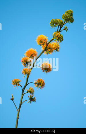 Dominikanische Republik, Cordillera Central, Constanza, Vegetation Stockfoto