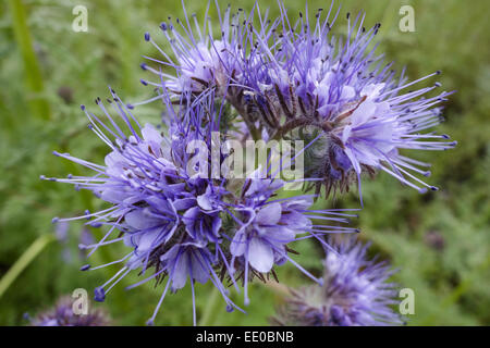 Bienenfreund, Phacelia Tanacetifolia, Gründünger, Lacy Phacelia (Phacelia Tanacetifolia), Fiddleneck, Phacelia, Bee Essen und Stockfoto