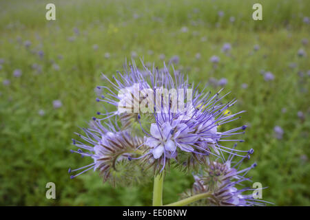 Bienenfreund, Phacelia Tanacetifolia, Gründünger, Lacy Phacelia (Phacelia Tanacetifolia), Fiddleneck, Phacelia, Bee Essen und Stockfoto