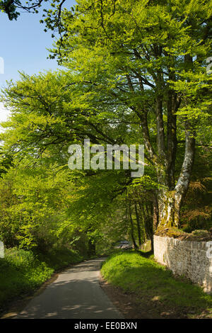 Großbritannien, Wales, Swansea, Gower, Penrice, Straße durch den Wald Buche Stockfoto