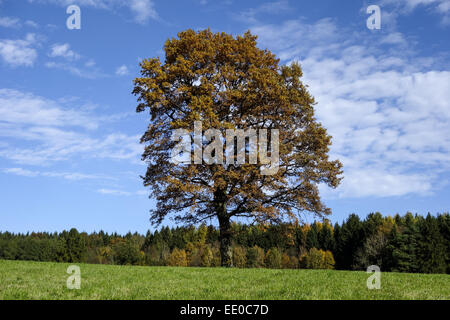 Einzelner Baum, Eiche Im Herbst, Eiche Baum im Herbst, Eiche, Baum, Bäume, Herbst, Blätter, Herbst, Jahreszeit, Landschaft, Natur Stockfoto