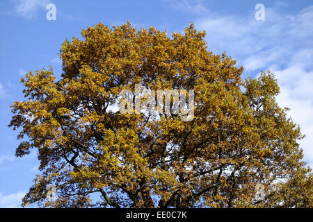 Einzelner Baum, Eiche Im Herbst, Eiche Baum im Herbst, Eiche, Baum, Bäume, Herbst, Blätter, Herbst, Jahreszeit, Landschaft, Natur Stockfoto