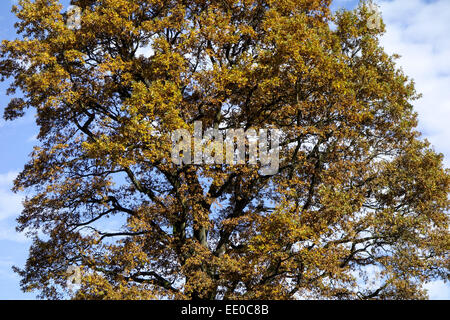 Einzelner Baum, Eiche Im Herbst, Eiche Baum im Herbst, Eiche, Baum, Bäume, Herbst, Blätter, Herbst, Jahreszeit, Landschaft, Natur Stockfoto