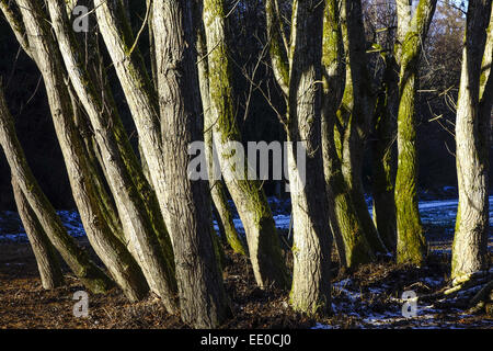 Eine Gruppe Bäume Ohne Blätter Im Spätherbst Winter, verlässt eine Gruppe von Bäumen ohne im Winter, Herbst, Winter, Herbst, Tr Stockfoto