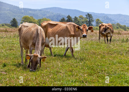 Jersey Milchkühe weiden grüne Weide. Stockfoto