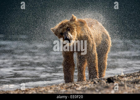 Brauner Bär schüttelt ihr Fell trocken Stockfoto