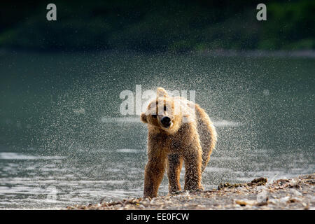 Brauner Bär schüttelt ihr Fell trocken Stockfoto