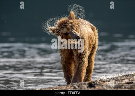 Brauner Bär schüttelt ihr Fell trocken Stockfoto