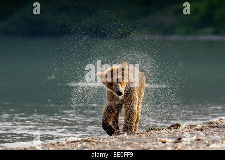 Brauner Bär schüttelt ihr Fell trocken Stockfoto