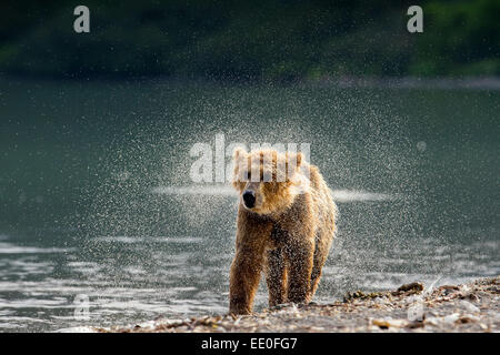 Brauner Bär schüttelt ihr Fell trocken Stockfoto