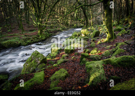 Der Fluss Fowey durch Golitha fällt National Nature Reserve in Cornwall. Stockfoto
