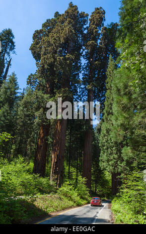 Auto auf Generäle Autobahn im Sequoia National Park, Sierra Nevada, Kalifornien, USA Stockfoto