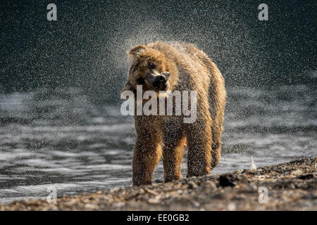 Brauner Bär schüttelt ihr Fell trocken Stockfoto