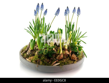 Federteller mit Blumen und Blumenzwiebeln Hyacinthaceae sowie Scilloideae, Stockfoto