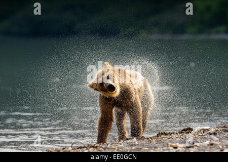 Brauner Bär schüttelt es hat Fell trocken Stockfoto