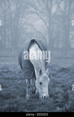 Altes weißes Pferd grasen auf ein Feld an einem nebeligen Wintertag. Cyanotypie Effekt hinzugefügt, um Kälte zu betonen Stockfoto
