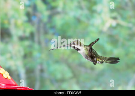 lange-billed Starthroat Kolibri (Heliomaster Longirostris) einzelne Männchen bei Kolibri feeder Stockfoto